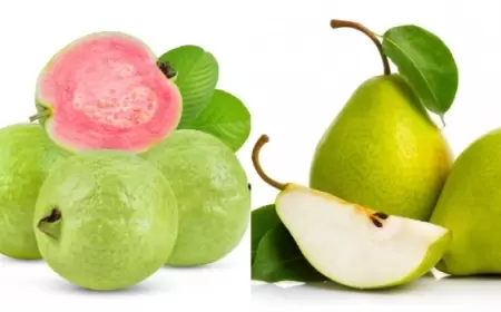 Guava vs. pear clears out: Discover one to chew for great well-being.